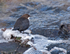 Dipper