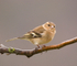 Chaffinch