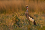 Grey Crowned Crane