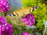 Painted Lady