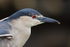 Black-crowned Night-Heron portrait, Carcass Island, Falklands