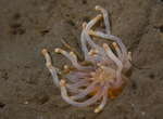Anemonactis mazeli