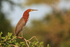 Rufescent Tiger-heron (adult) perched, Corixo Negro, Brazil