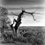 Landscape-010
