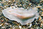 Prostheceraeus vittatus