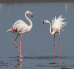 Greater Flamingo & Sanderling
