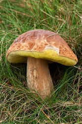 Natural World portfolio
