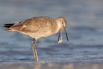 Willet expelling food pellet, Fort De Soto Park, Florida