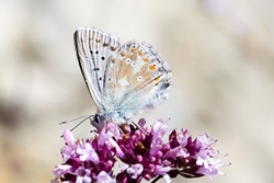 Chalkhill Blue