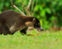 White-nosed Coati close-up, Osa Peninsula, Costa Rica