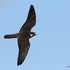 Eurasian Hobby (Falco subbuteo) juv