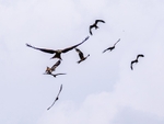 Red Kites