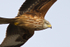 Red Kite in flight close-up