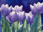 Purple Tulips