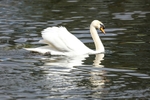 Swan