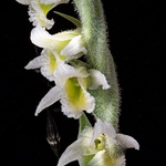Autumn Ladies Tresses (Spiranthes spiralis)