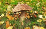 Birch Bolete