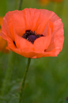 Orange flower - 5406