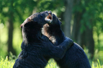 Black Bear hug, Minnesota, USA