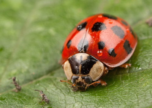 Harlequin Ladybird - [i]Harmonia axyridis[/i], succinea form. Warwickshire, June 2012.