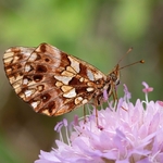 Shepherd's fritillary (Boloria pales) The Apennine form