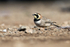 Atlas Horned Lark