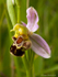 Bee Orchid (03)