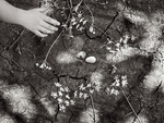 Found Eggs