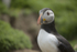 Puffin 1