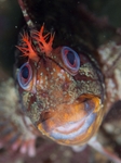 Parablennius gattorugine
