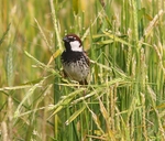 Spanish Sparrow