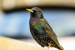 Starling