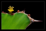 Tiny Cactus Flower
