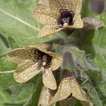 Black henbane (Hyoscyamus niger) 