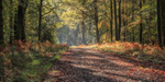 Autumn Splendour