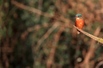 Common Kingfisher perched winter sun, Otterbourne, Hampshire