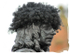 The Duke's Wig