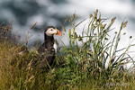 Puffin on Cliff Edge - Rathlin Island