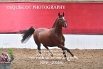 BPP_2345