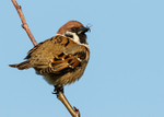 Tree Sparrow 4