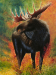 Moose