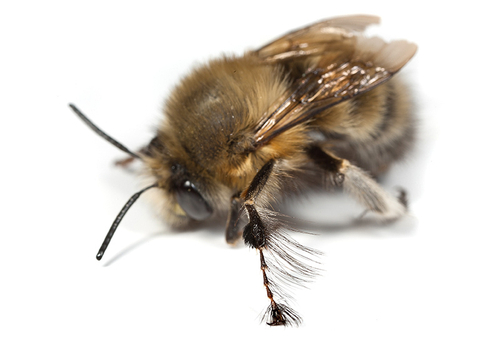 Male Hairy-footed Flower Bee ([i]Anthophora plumipes[/i]), showing typical arrangement of hairs on mid pair of legs.