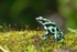 Black and Green Dart Frog