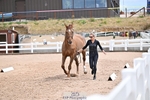 Trot Up 12.30 to 1.30 portfolio