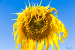 Sunflower aged 1