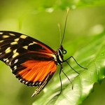 Harmonia Tiger Wing