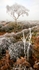 Beeley Moor Tree Frost 3