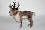 Reindeer. Photo 2.