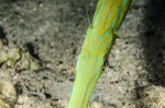 Blue spotted cornet fish