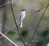 Bar Winged Flycatcher Shrike
